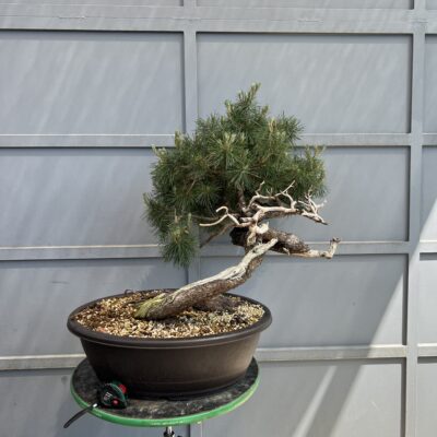 Bonsai di Pino Mugo