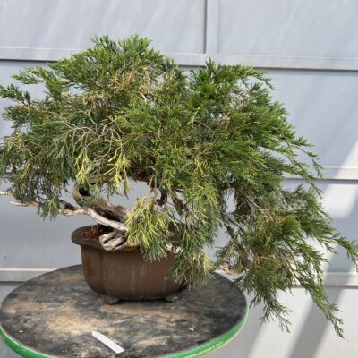 Bonsai di Ginepro Sabina vaso Mokko