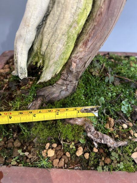 Bonsai di Tasso Cuspidata - immagine 11