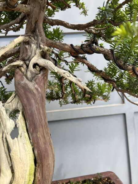 Bonsai di Tasso Cuspidata - immagine 8