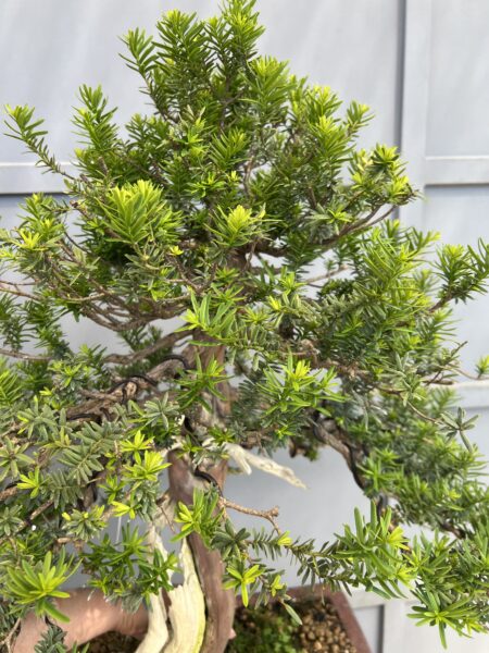 Bonsai di Tasso Cuspidata - immagine 7