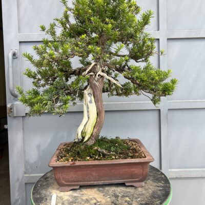 Bonsai di Tasso Cuspidata