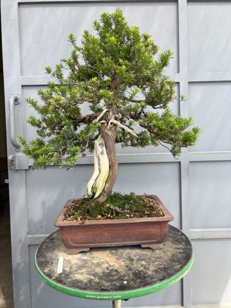 Bonsai di Tasso Cuspidata