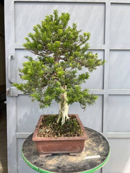 Bonsai di Tasso Cuspidata - immagine 6