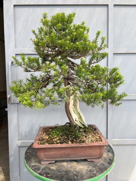 Bonsai di Tasso Cuspidata - immagine 5