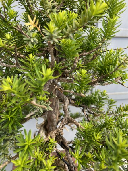 Bonsai di Tasso Cuspidata - immagine 3