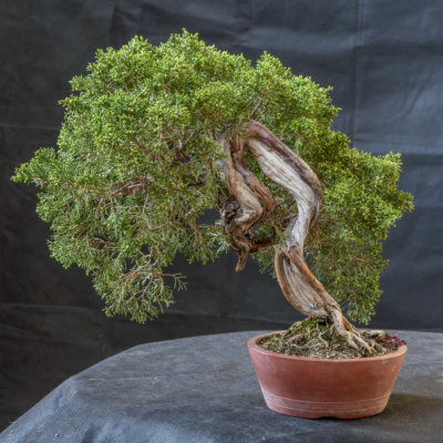 Bonsai