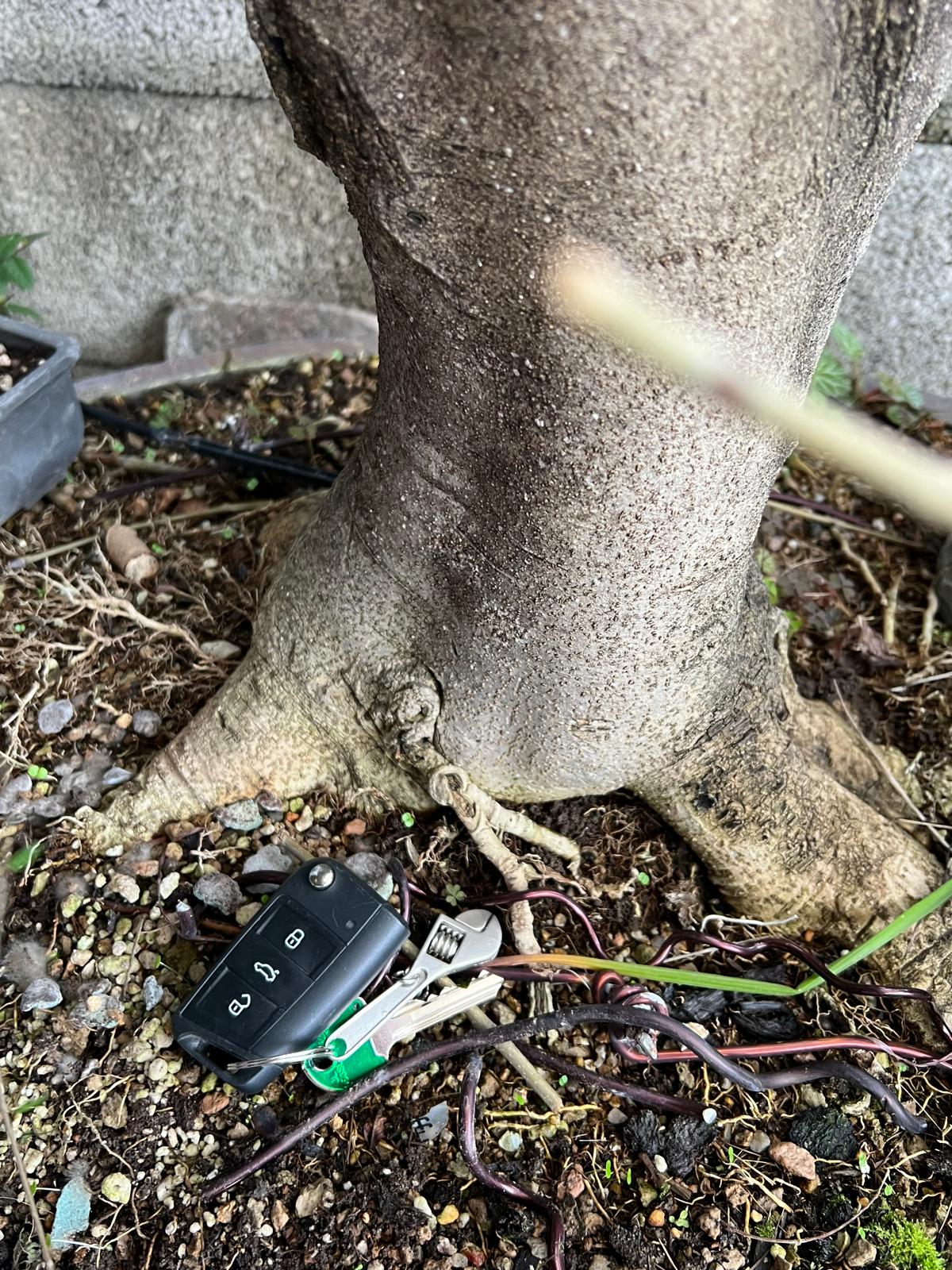 Bonsai di Frassino Maggiore (Fraxinus excelsior L.) - immagine 6