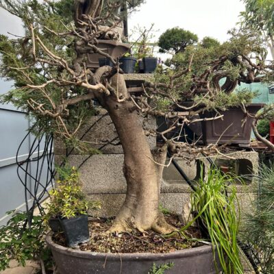 Bonsai di Frassino Maggiore (Fraxinus excelsior L.)