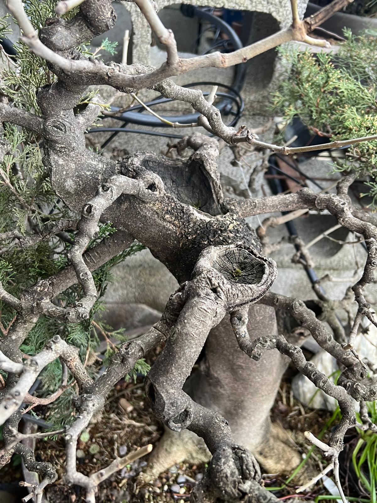 Bonsai di Frassino Maggiore (Fraxinus excelsior L.) - immagine 4