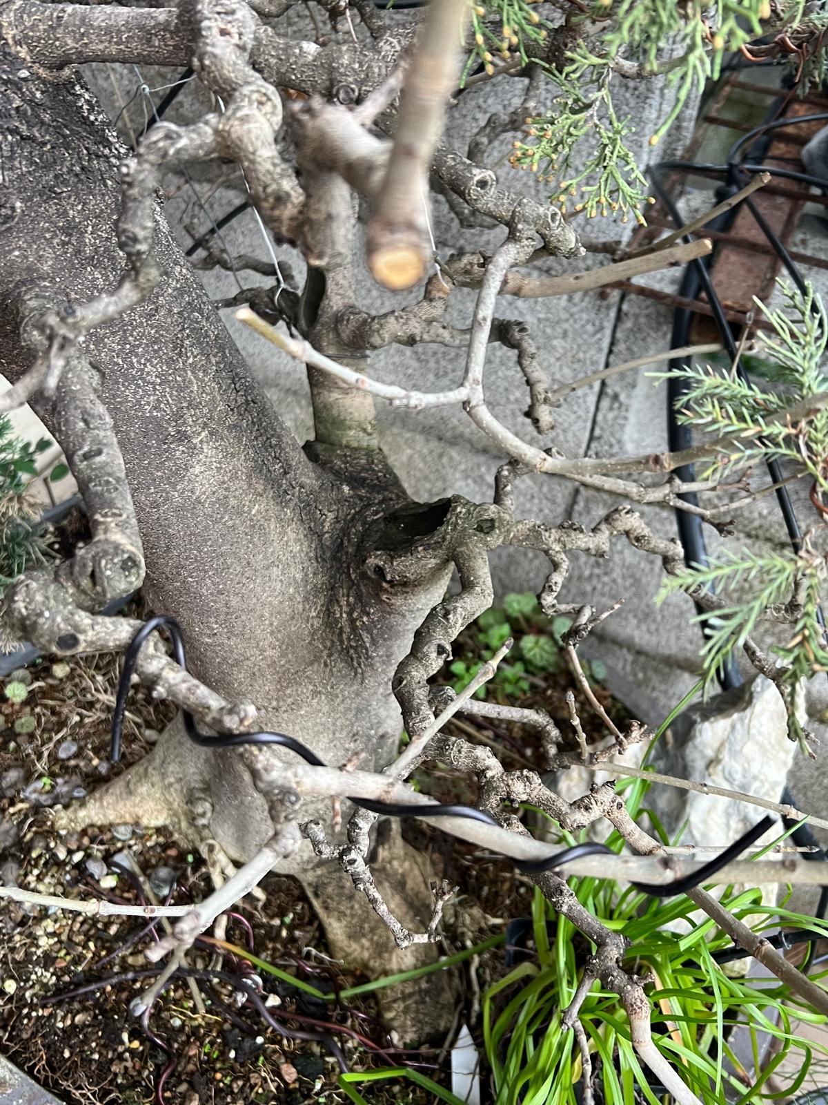 Bonsai di Frassino Maggiore (Fraxinus excelsior L.) - immagine 3