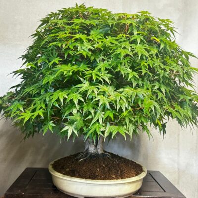 Bonsai di Acero palmato