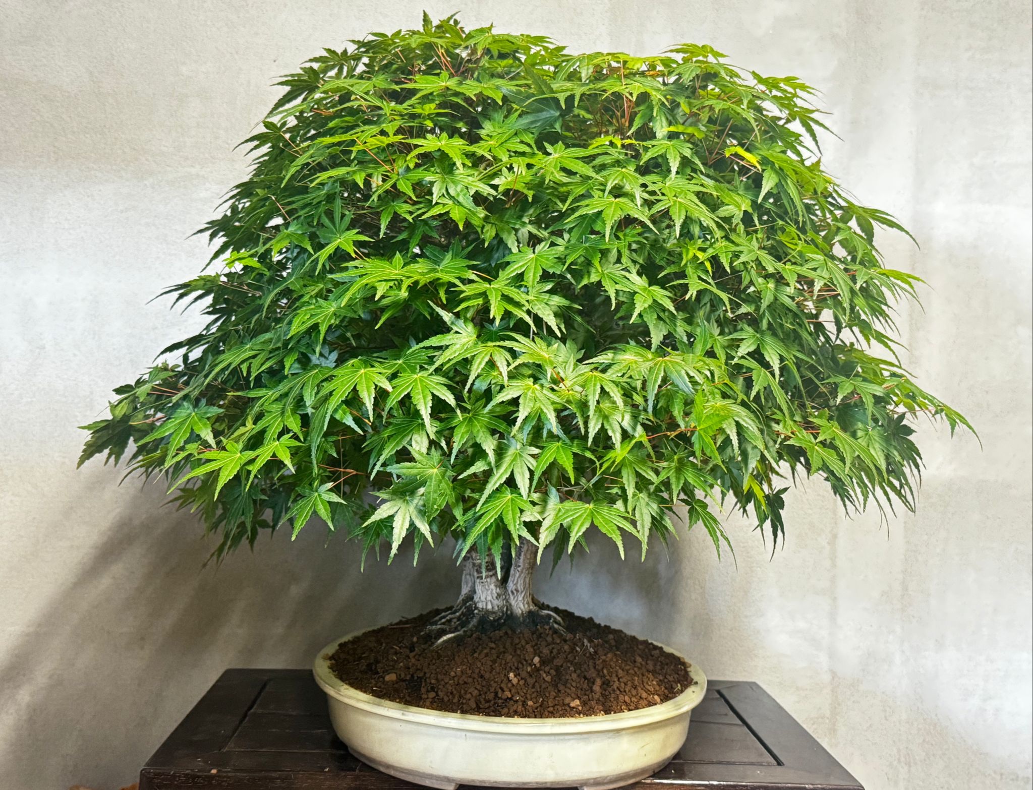 Bonsai di Acero palmato