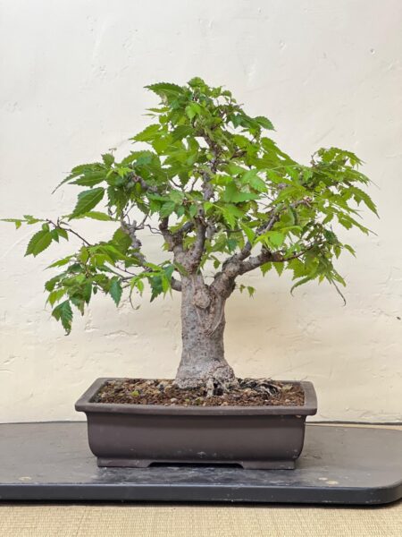 Bonsai di Zelkova Serrata - immagine 5