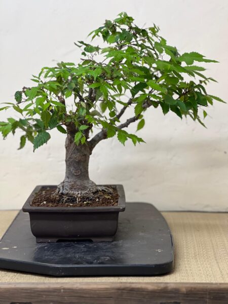 Bonsai di Zelkova Serrata - immagine 6