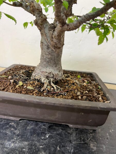 Bonsai di Zelkova Serrata - immagine 7