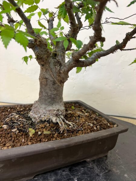 Bonsai di Zelkova Serrata - immagine 9