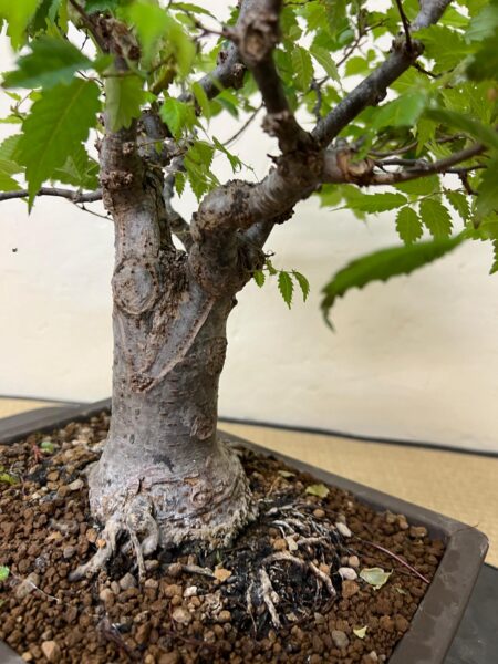 Bonsai di Zelkova Serrata - immagine 10