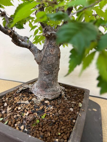 Bonsai di Zelkova Serrata - immagine 11