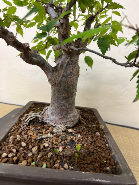 Bonsai di Zelkova Serrata - immagine 12