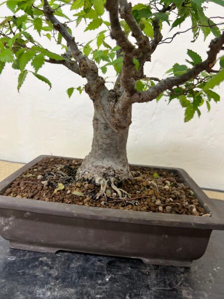 Bonsai di Zelkova Serrata - immagine 19