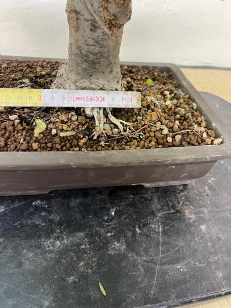 Bonsai di Zelkova Serrata - immagine 14