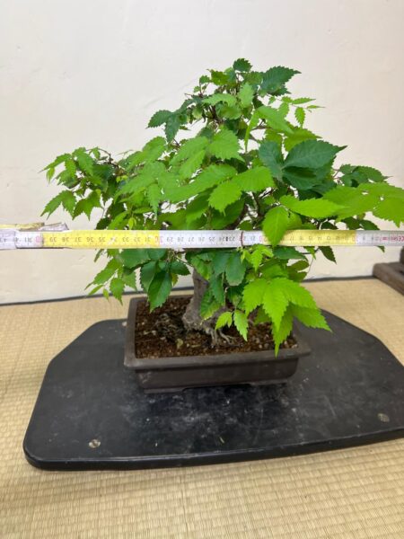 Bonsai di Zelkova Serrata - immagine 17