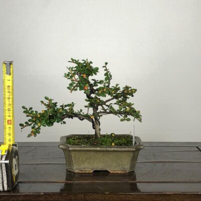 Copia di Bonsai Cotoneaster 14