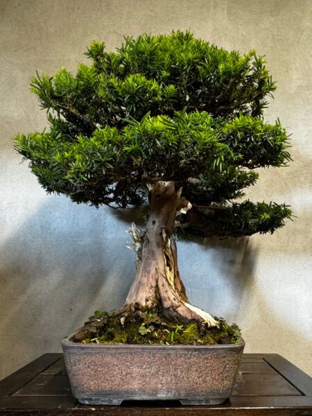 Bonsai di Tasso Baccata - immagine 2