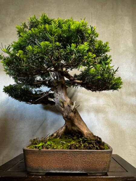 Bonsai di Tasso Baccata - immagine 3