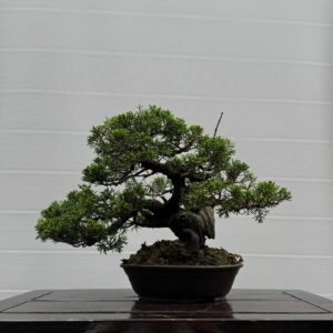 Bonsai di Ginepro Itoigawa