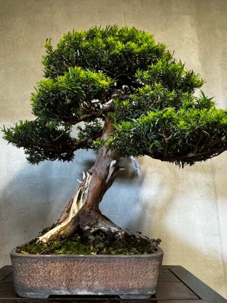 Bonsai di Tasso Baccata