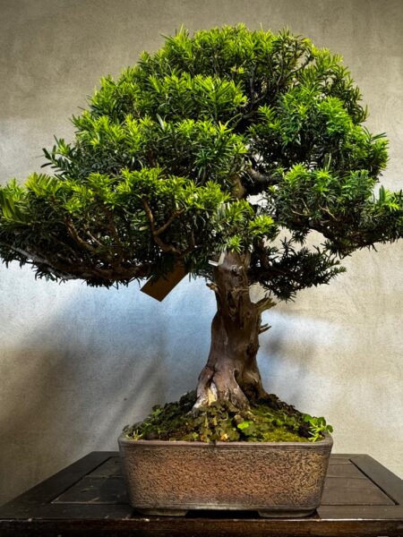 Bonsai di Tasso Baccata - immagine 5