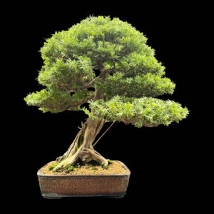 Bonsai di Tasso Baccata