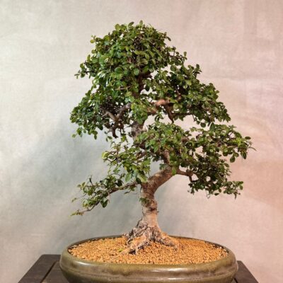 Bonsai di Olmo Cinese n1