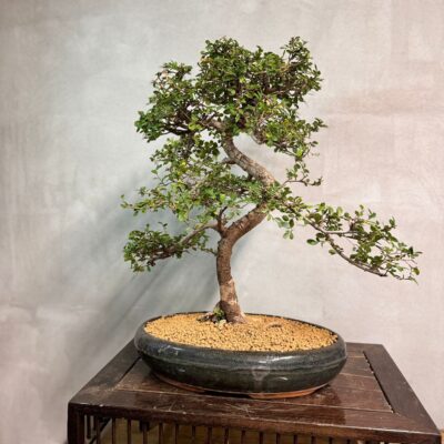 Bonsai di Olmo Cinese
