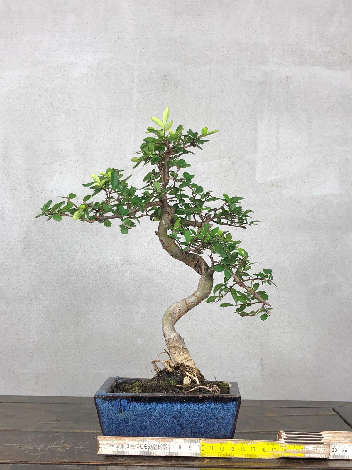 Bonsai di Olmo Cinese vaso 13cm - immagine 2