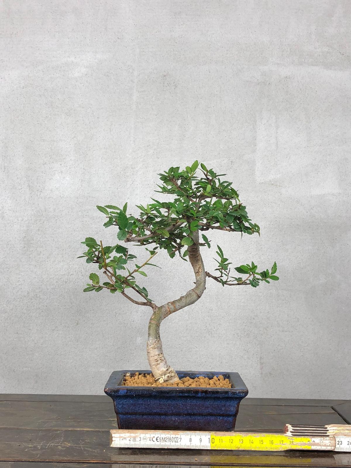 Bonsai di Olmo Cinese vaso 13cm - immagine 3