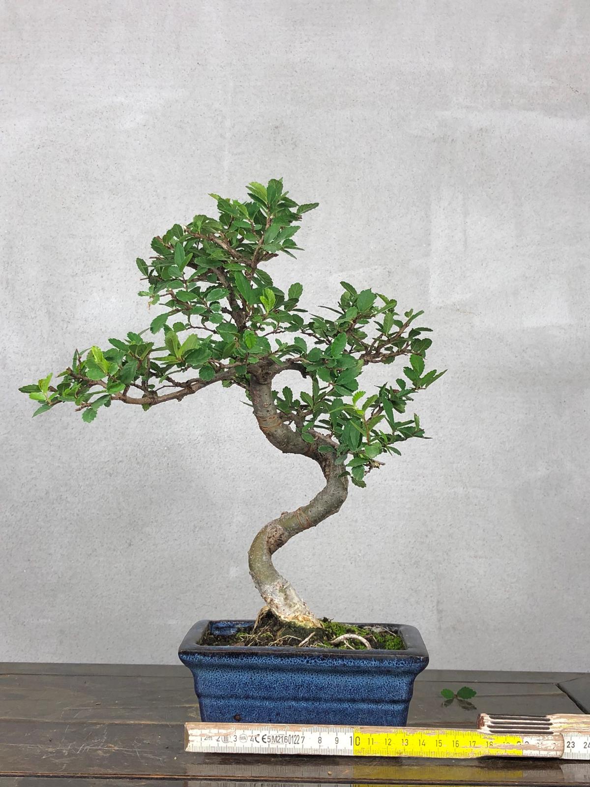 Bonsai di Olmo Cinese vaso 13cm - immagine 4