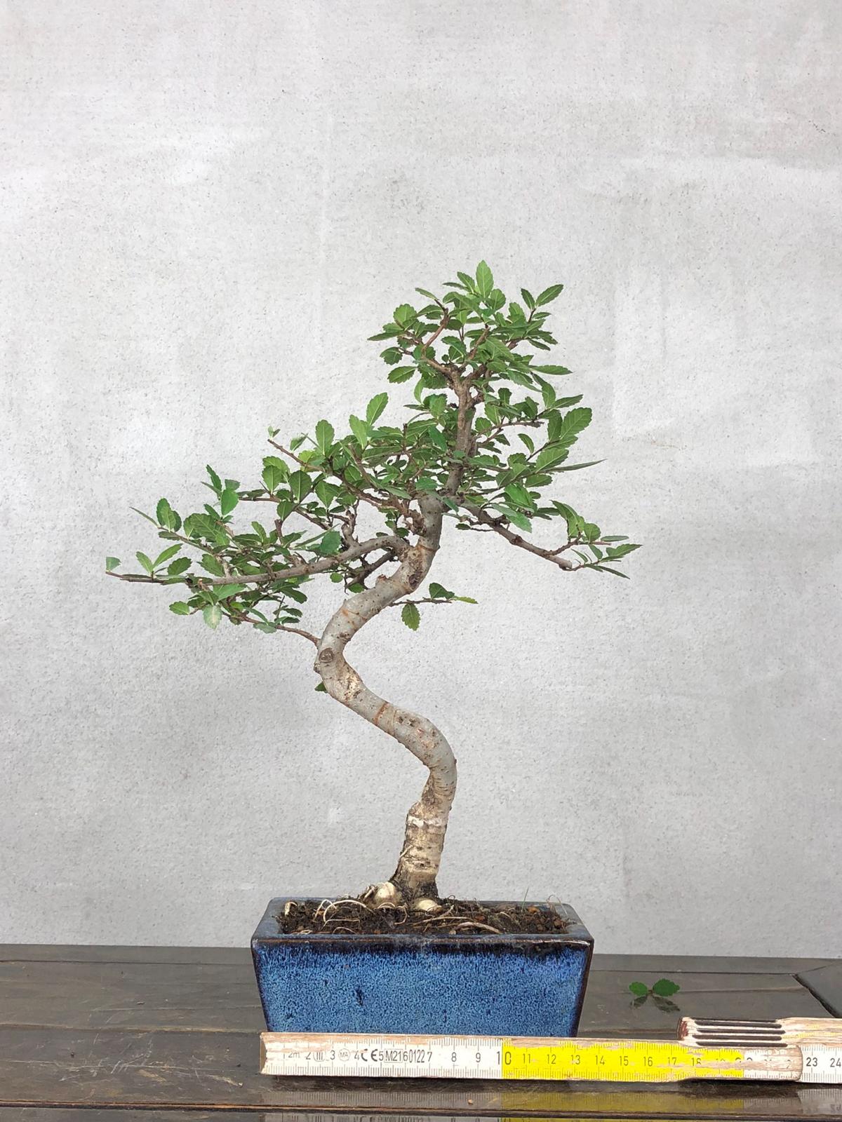Bonsai di Olmo Cinese vaso 13cm - immagine 5