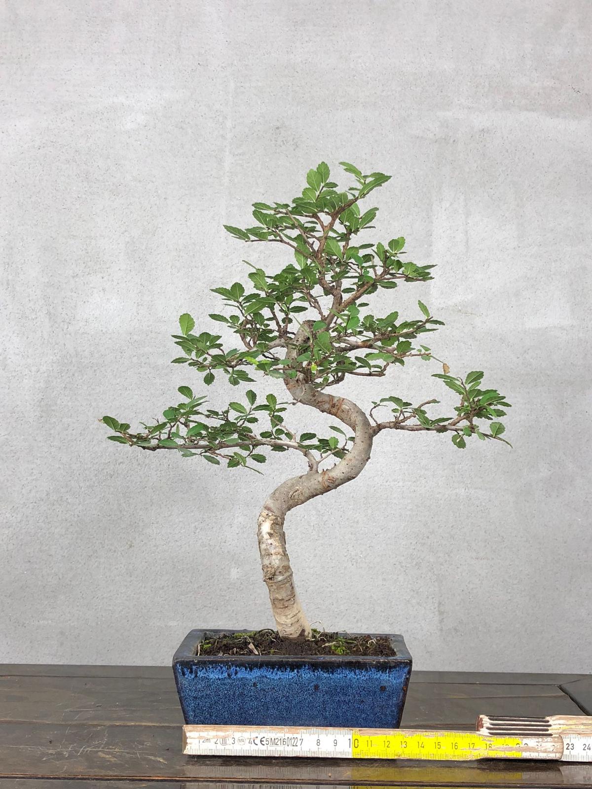 Bonsai di Olmo Cinese vaso 13cm - immagine 6