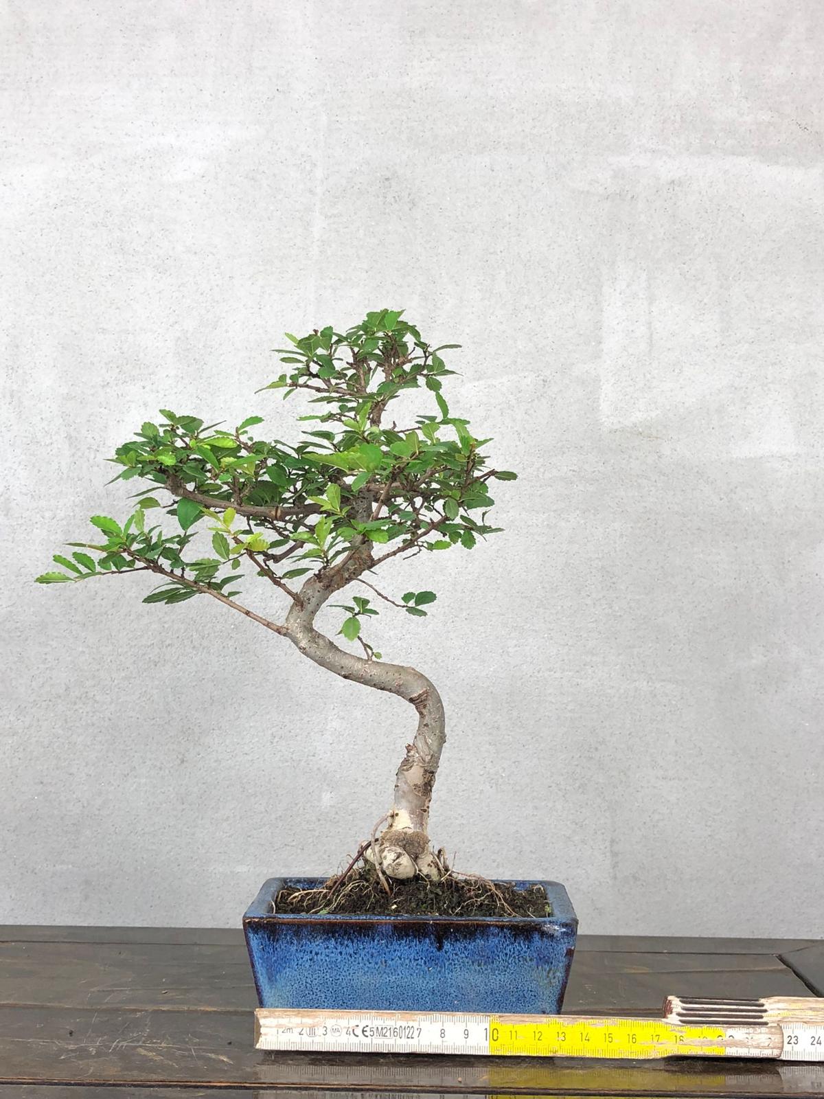 Bonsai di Olmo Cinese vaso 13cm - immagine 7