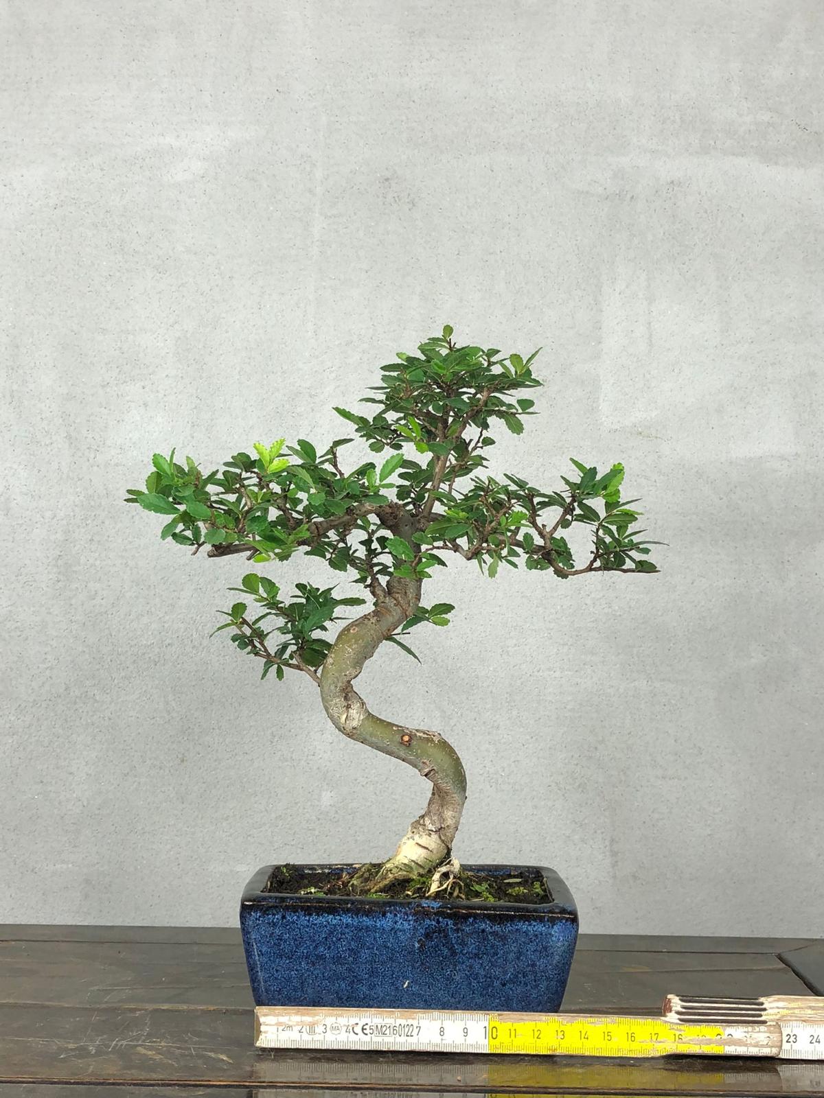 Bonsai di Olmo Cinese vaso 13cm - immagine 8