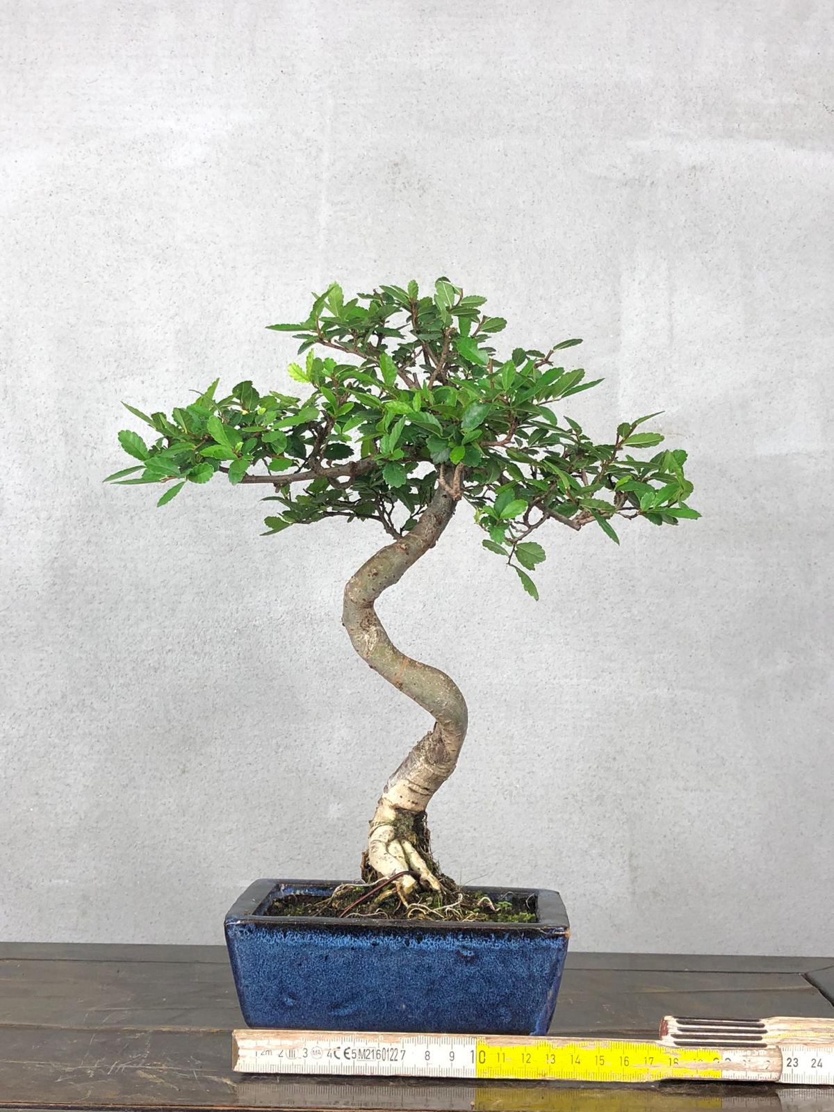 Bonsai di Olmo Cinese vaso 13cm - immagine 9