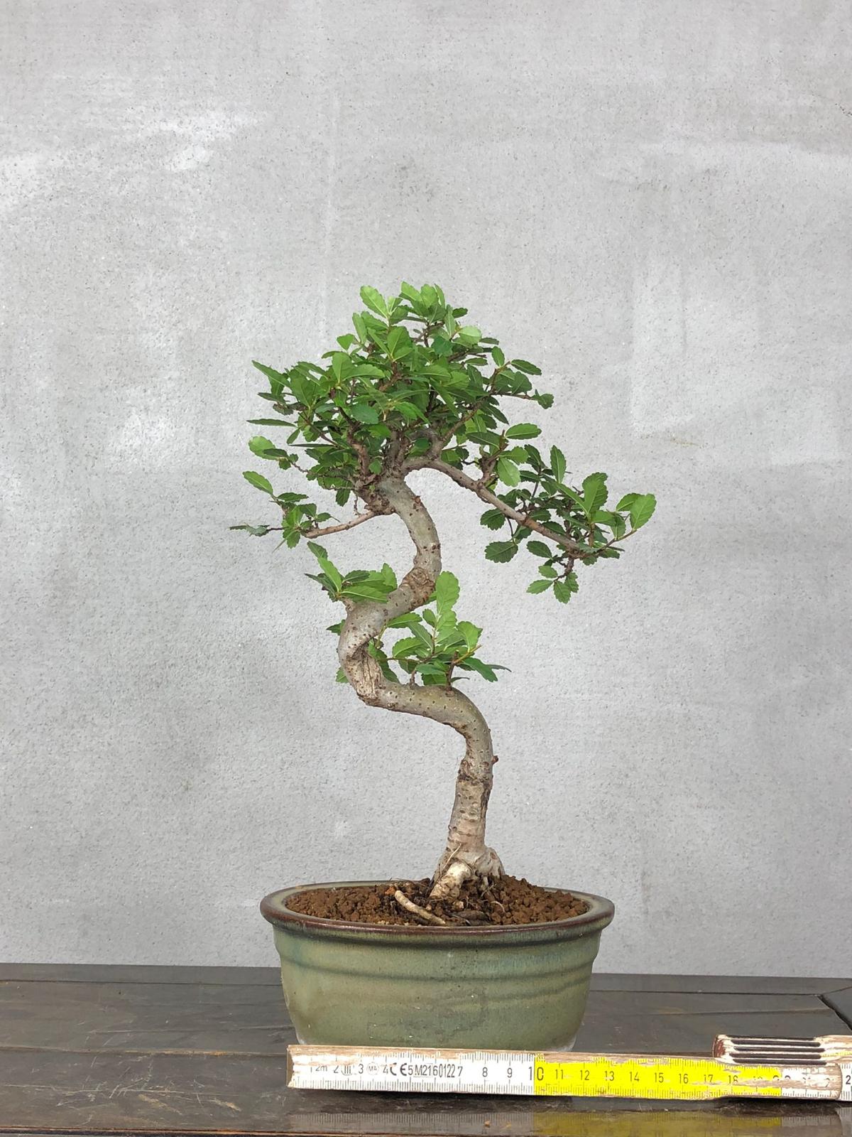 Bonsai di Olmo Cinese vaso 13cm - immagine 10