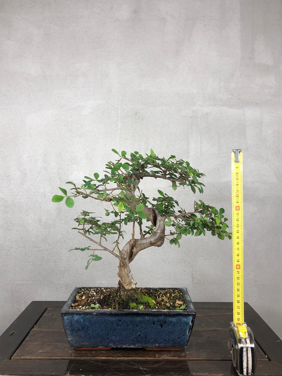 Bonsai di Olmo Cinese vaso 13cm - immagine 11