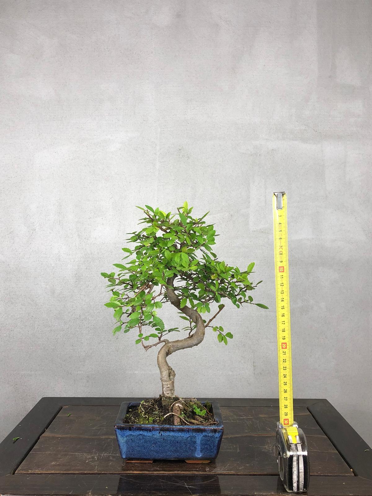 Bonsai di Olmo Cinese vaso 13cm - immagine 12