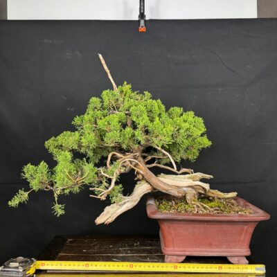 Bonsai di Ginepro Sabina innestato Itoigawa in semi cascata vaso quadrato