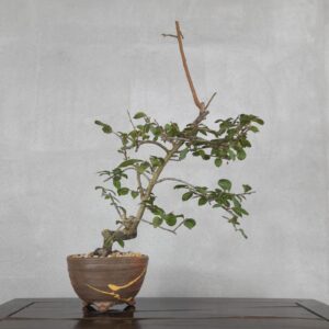 Bonsai di Caco Giapponese