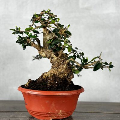Bonsai di Olivastro